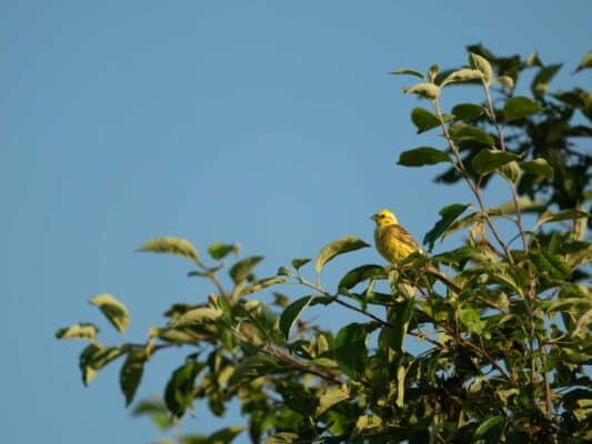Vögel 0207027